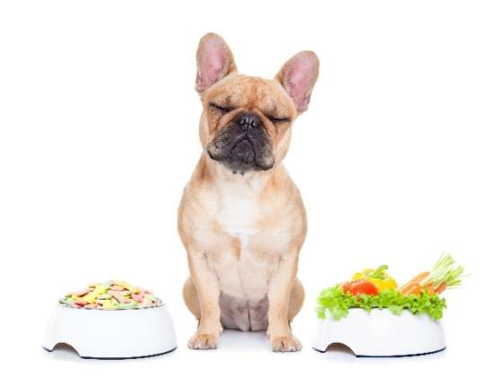 L’alimentation canine : vérités et idées reçues