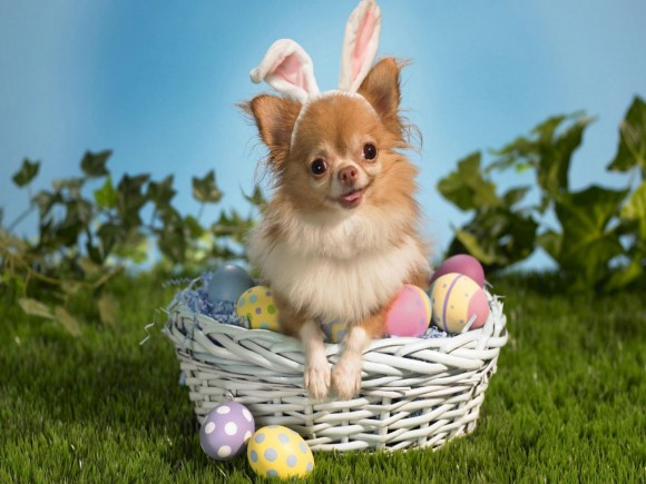 Pâques, une fête à risque pour nos animaux